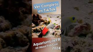 reef reeftank aquarium nemateleotris magnifica new ytshorts yt ytshort p1 clips youtube [upl. by Hurwit5]