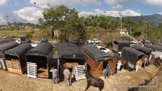 Cabalgata Armenia Quindio 2013 [upl. by Gnoy]