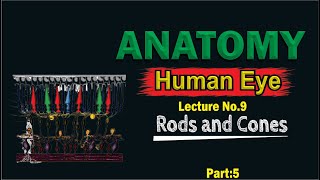 Rods and Cones  Photoreceptors of the eye  Structure of Rods and Cones  Learn Easily [upl. by Prescott120]