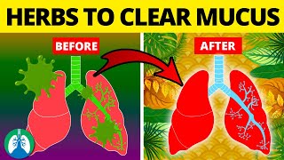 5 Herbs for Lung Health Clearing Mucus COPD and Killing Viruses [upl. by Alemahs]