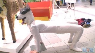 【アメリカズ・ゴット・タレント】ゴッドブザー 獲得の犬人登場 街でなにする ｜The man who turns completely into a dog アメリカズゴットタレント [upl. by Nylkaj969]