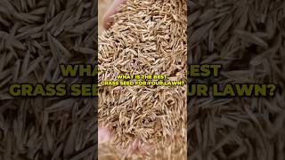 What is the best grass seed for your lawn shorts [upl. by Airel]