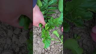 Hand Pruning Mooli Leaves MooliPlant Pruning [upl. by Ycnuahc183]