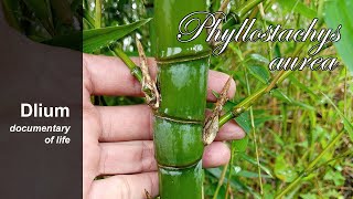 Fishpole bamboo Phyllostachys aurea [upl. by Sirej]