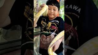 Alif Gendong Ular Albino funny [upl. by Arde]