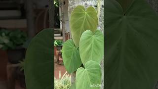 Philodendron Heart Leaf [upl. by Adabelle128]