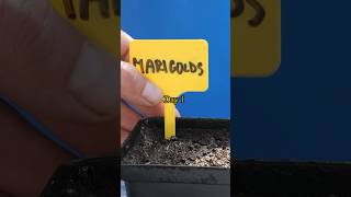 Growing Marigolds from Seed  Step by Step with Updates [upl. by Gitt88]