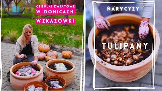 Tulipany TRIKI na kwitnienie tulipanów narcyzów hiacyntów Sadzimy cebulki kwiatowe w donicach [upl. by Rubie645]