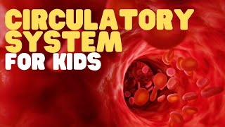 Circulatory System for Kids  Learn all about how blood travels through the body [upl. by Kcirdderf355]