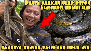 NGABUBURIT ALA DEDE INOEN PANEN ULAR PYTHON [upl. by Doherty]