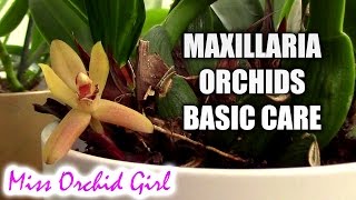 Maxillaria Orchids basic care [upl. by Adniles]