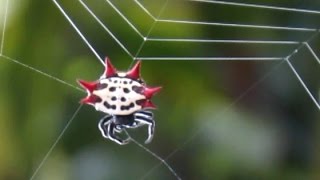 Spiny Orb Weaver Spider Spinning A Web [upl. by Gilbert518]