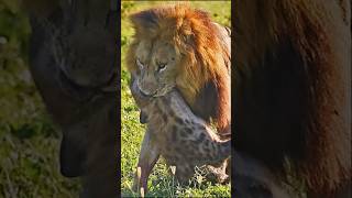 Steal a Meal from a Lion Watch What Happens Next animalshorts viralvideo [upl. by Ahteral]