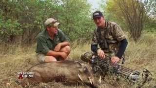 Hunting Legends bowhunting a Warthog [upl. by Loren]