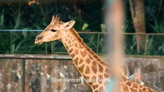 O Zoo da Zu [upl. by Sollars]