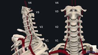 Tracking Vertebral Artery  Safe Anatomical Corridors [upl. by Barbour]