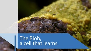 The Blob a cell that learns  CNRS News [upl. by Colwell]