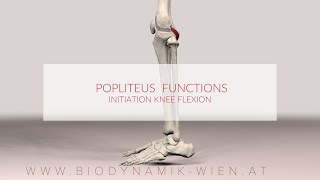 Poplietus Muscle Functions Initiation Knee Flexion 3d Animation [upl. by Renat]