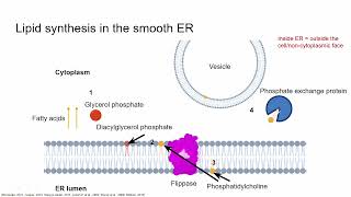 The cell membrane Synthesis of membrane lipids [upl. by Booth]