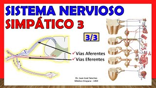 🥇 SISTEMA NERVIOSO SIMPÁTICO 33  Funcionamiento Vías Eferentes y Aferentes Simpáticas [upl. by Aedrahs]