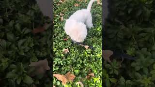 Lagotto romagnolo doing lagotto things [upl. by Teryn]