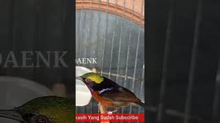 Kolibri Ninja Kicauan Pedeskolibrininja shortvideo [upl. by Yssor]