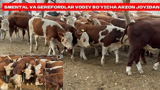 SMENTAL VA GEREFORDLAR VODIY BOʻYICHA ARZON JOYIDAN ULGURIB QOLING [upl. by Alilak490]