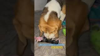 Beagle giving birth to their new Young Ones  Beagle giving puppy  Beagle baby’s [upl. by Ephrayim503]