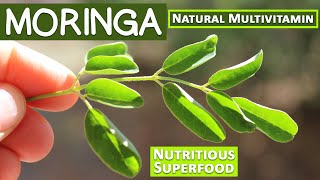 Moringa A Nutritious Superfood and Natural Multivitamin [upl. by Selmner]