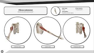 Elbow extension [upl. by Avera]