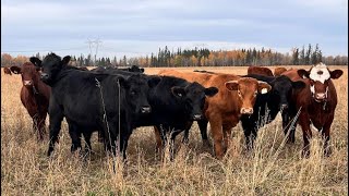 Klause Farms  1025 October Grass Steers  90 Head Onoway AB [upl. by Godwin442]