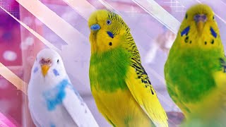 3 Hour Sounds of Budgies for Lonely Birds [upl. by Ilesara]