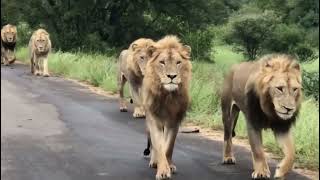 7 Satara Males  7 Male Lions Walking together in Kruger National Park [upl. by Robin54]