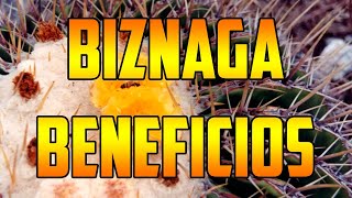 BIZNAGA benefits Echinocactus platyacanthus ¿PARA QUE SIRVE Usos🌿 plants 🌿 video nature VIZNAGA [upl. by Wheaton645]