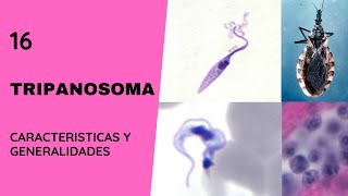 Tripanosoma Cruzi 16  Tripanosomiasis  Chagas  Flagelados [upl. by Luapsemaj]