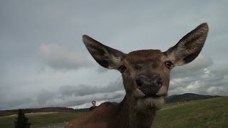 La biche du Markstein [upl. by Landel]