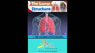 The Lungs I Structure I Biology penacademy [upl. by Eli501]