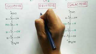 Carbohydrates  Monosaccharides  Glucose  Fructose  Galactose [upl. by Kisor]