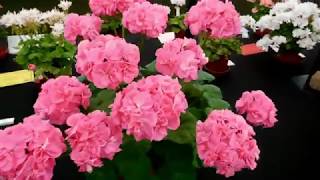 Visit to FibrexPart 6Big pelargonium show [upl. by Delija]