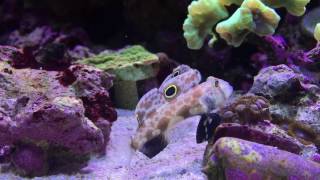 Keeping Reef Fish  Focus on Twin Spot Goby [upl. by Aivyls]