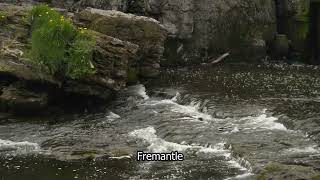 Yorkshire Dales  Aysgarth Falls  Running Water  Frementle stock footage  E17R36 011 [upl. by Grunberg]