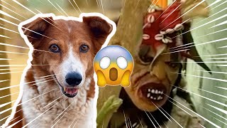 Thiapa dieulna place Krokette 🐕😱👹Boul deff lolou  Croquette  episode 15 [upl. by Inasah]