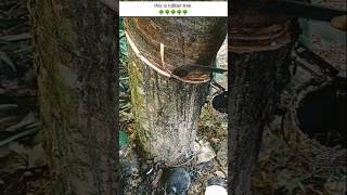 Awesome rubber tree tapping skill video  ep17 shorts rubber satisfying treecutting new [upl. by Germann245]