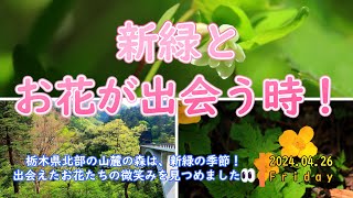 栃木県北の山麓の森で花散歩20240426 [upl. by Alul752]