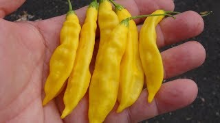 ⟹ Bolivian Yellow Pepper  Capsicum baccatum  Pod Review [upl. by Pavel]