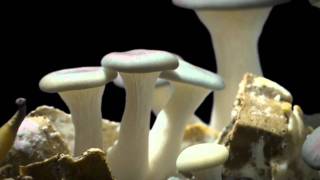 Oyster Mushroom Time Lapse Pleurotus ostreatus [upl. by Rotow891]