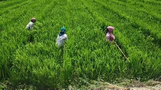 Male female paddy flowering time  ఆడ మగ వరి దులపడం [upl. by Sillyhp]