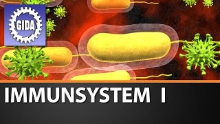 Trailer  Immunsystem I  Biologie  Schulfilm [upl. by Reagan729]