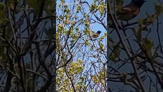 AMERICAN Redstart BIRD youtubeshorts relaxingsounds chirpingbirds warbler shorts video [upl. by Nebur]