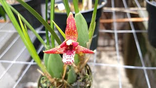 Como cultivar Maxillaria Tenuifolia [upl. by Leiruh]